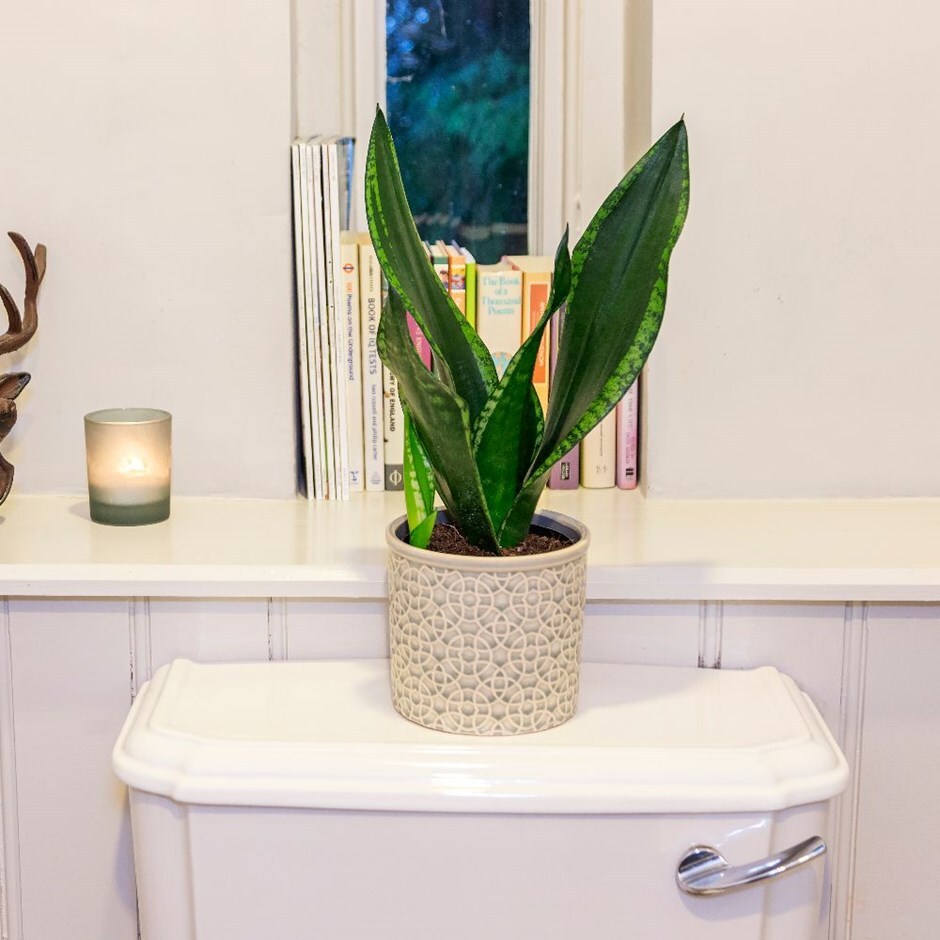 Sansevieria trifasciata 'Silver Flame'- mother-in-law's tongue & pot combination