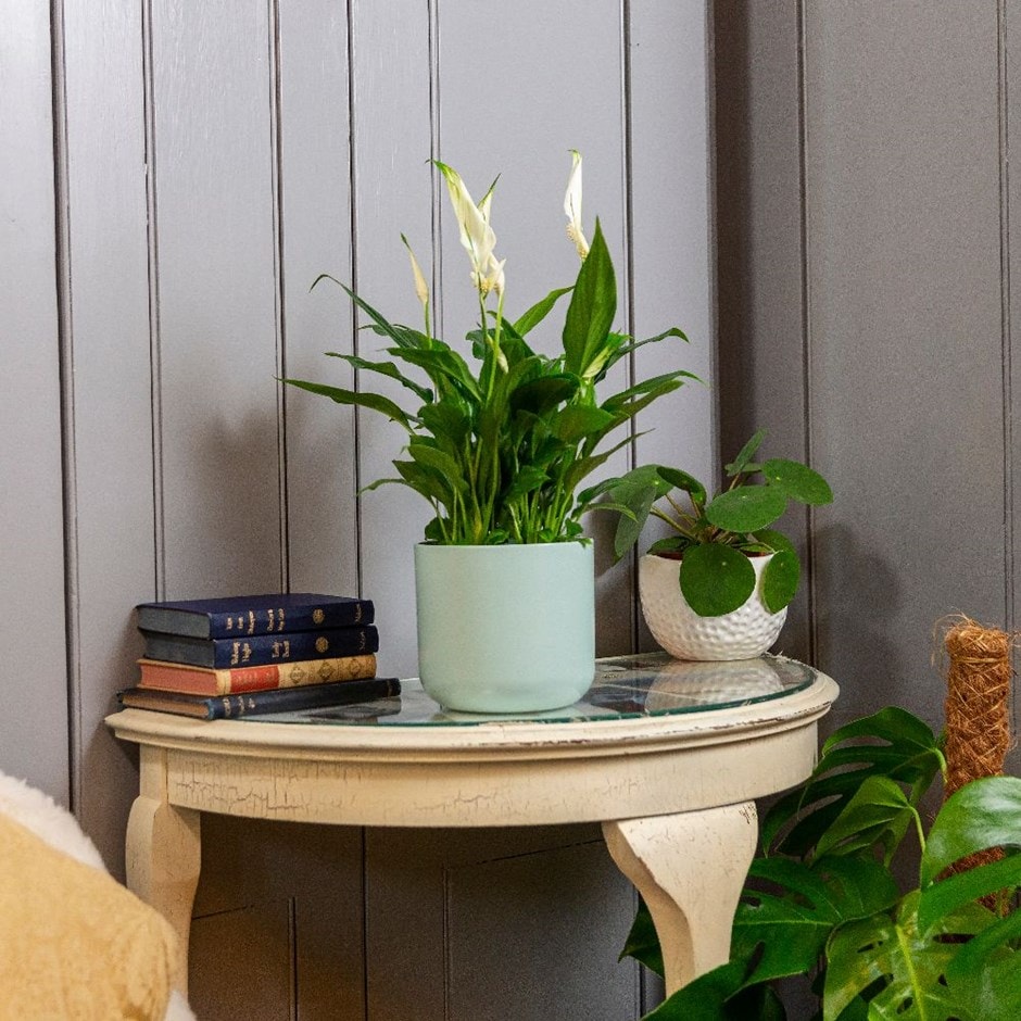 Spathiphyllum wallisii 'Bellini' - peace lily & pot combination