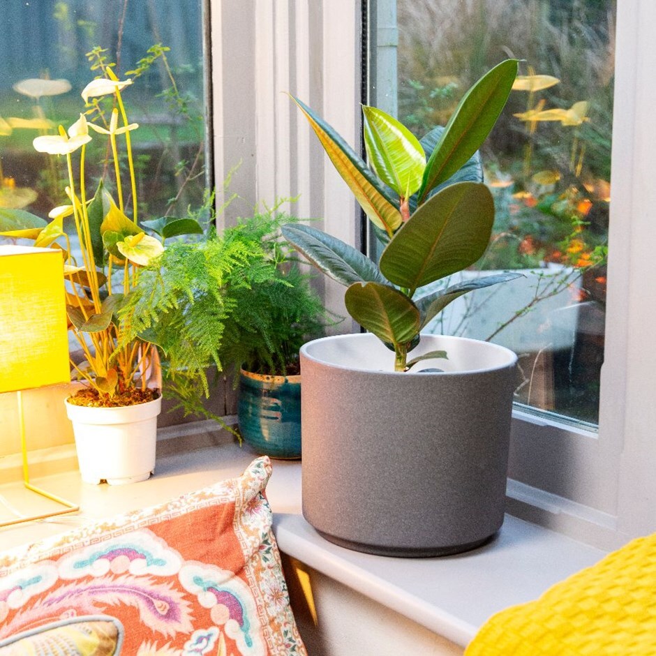 Ficus elastica 'Robusta'-rubber plant & pot combination