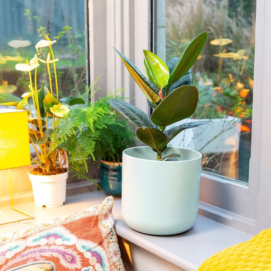 Ficus elastica 'Robusta'-rubber plant & pot combination