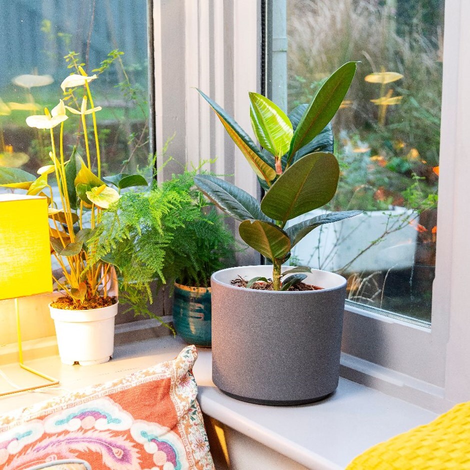 Ficus elastica 'Robusta' - rubber plant & pot cover combination