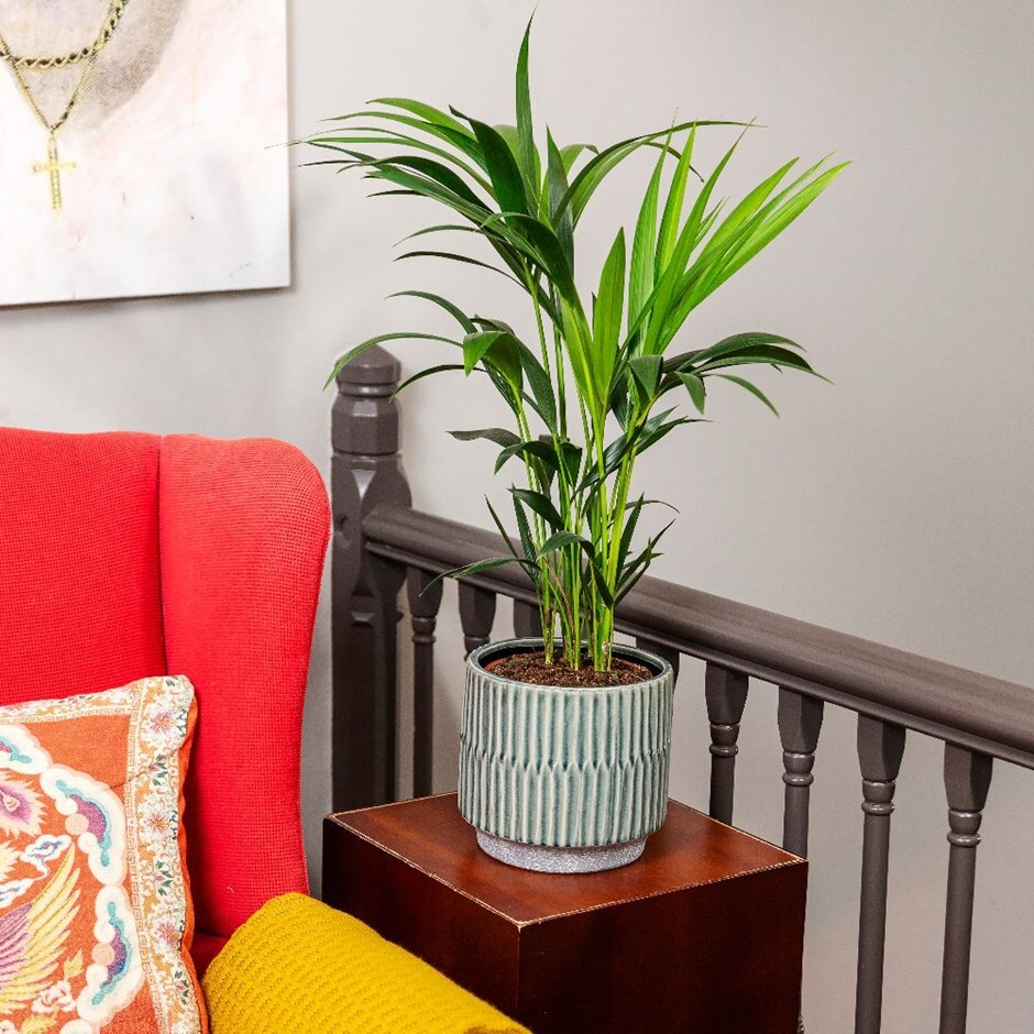Howea forsteriana - kentia palm & pot combination