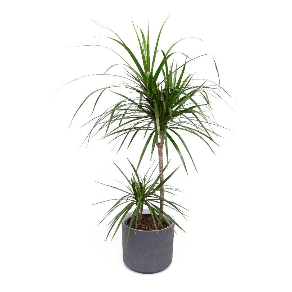 Dracaena marginata - dragon tree & pot cover combination