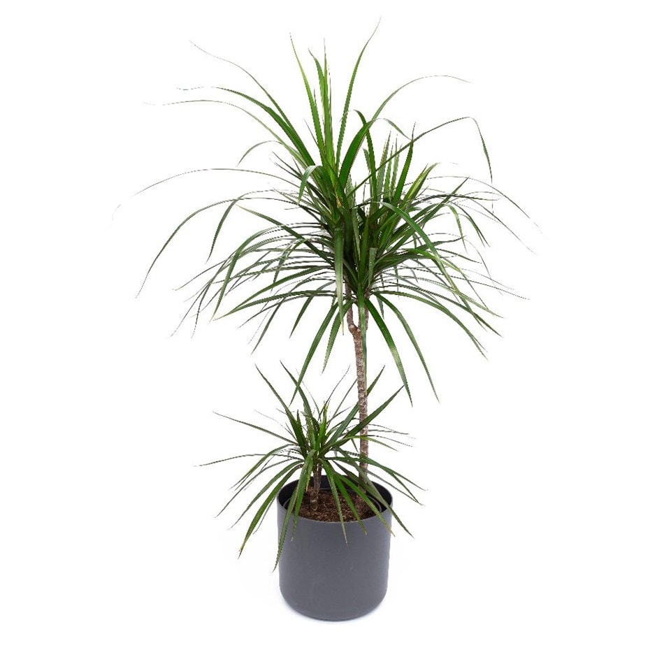 Dracaena marginata - dragon tree & pot cover combination