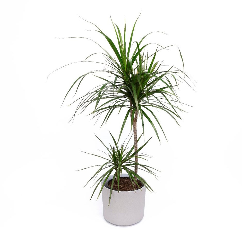 Dracaena marginata - dragon tree & pot combination