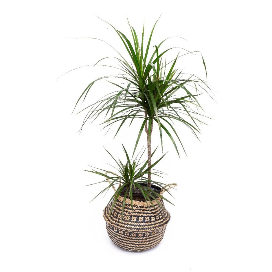 Dracaena marginata - dragon tree & pot cover combination