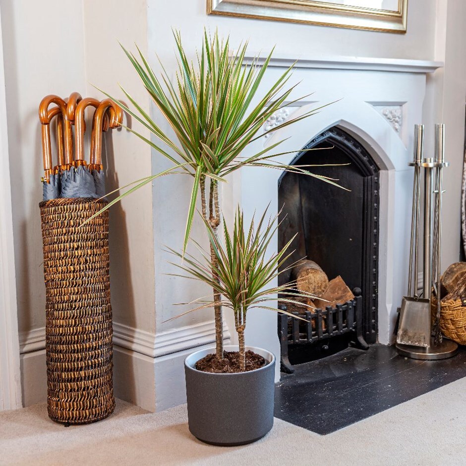 Dracaena marginata 'Bicolor' - dragon tree & pot cover combination