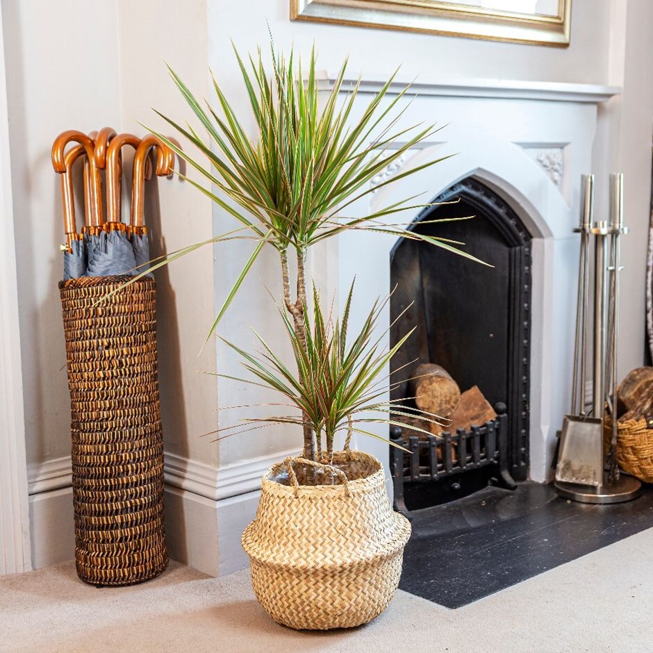 Dracaena marginata 'Bicolor' - dragon tree & pot cover combination