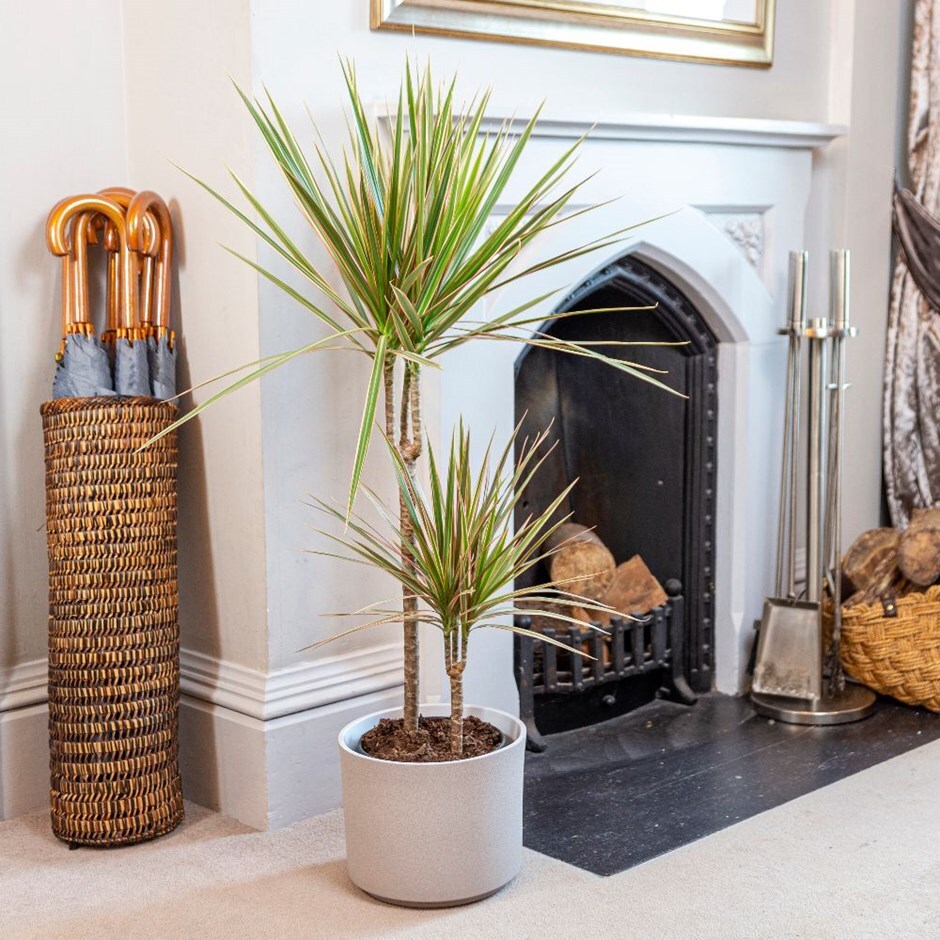 Dracaena marginata 'Bicolor' - dragon tree & pot cover combination