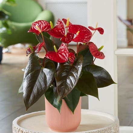 Anthurium Coral Champion and pot cover