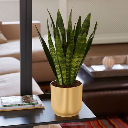 Sansevieria Black Coral and pot cover