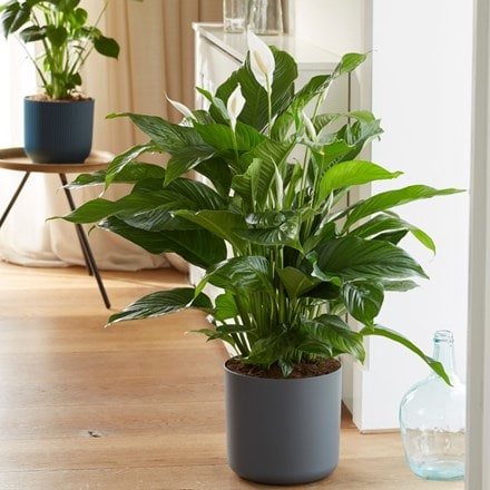 Spathiphyllum Sweet Lauretta (PBR) and pot cover