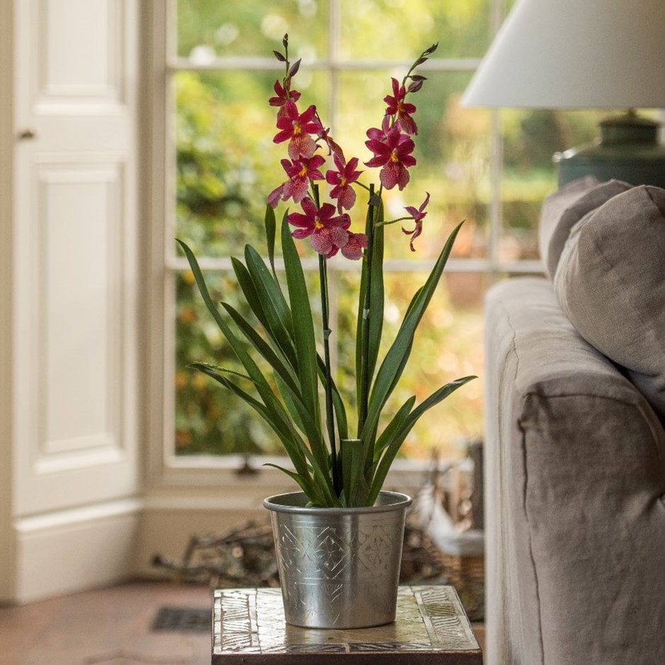 × Oncidopsis 'Nelly Isler' - oncidopsis orchid & pot cover combination
