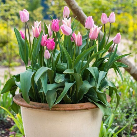 Pretty in pink tulips and pot combination