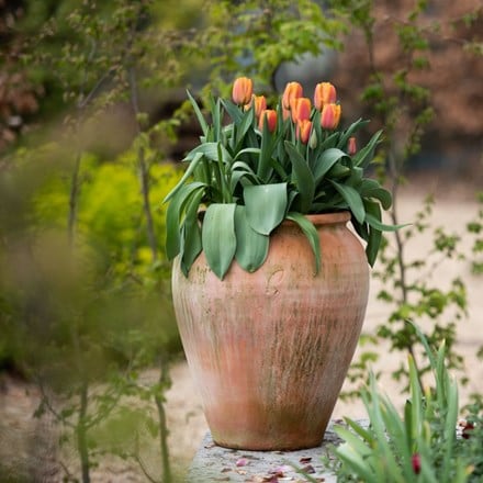 Citrus burst tulips and pot combination