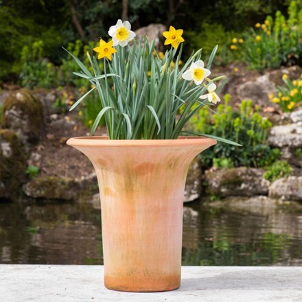 Award-winning old favourite daffodils and pot combination