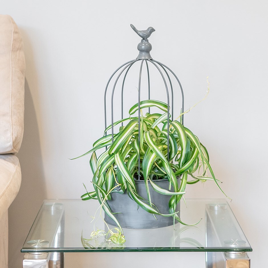 Spider Plant / Chlorophytum Bonnie & bird cage planter