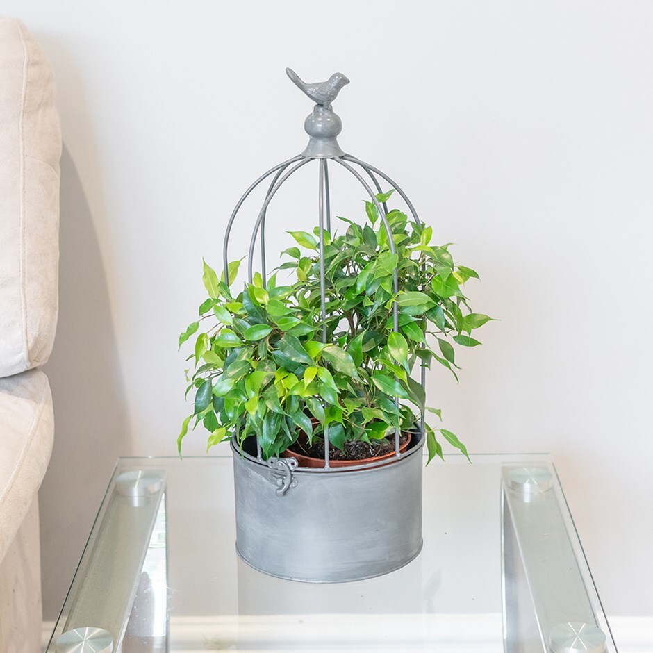 Weeping fig / Ficus benjamina & bird cage planter