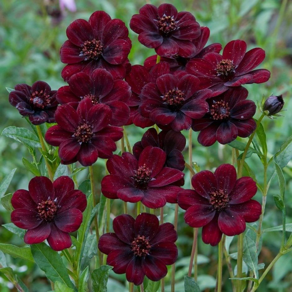 <i>Cosmos atrosanguineus</i> <b class=small-caps>Chocamocha</b> ('Thomocha') (PBR)