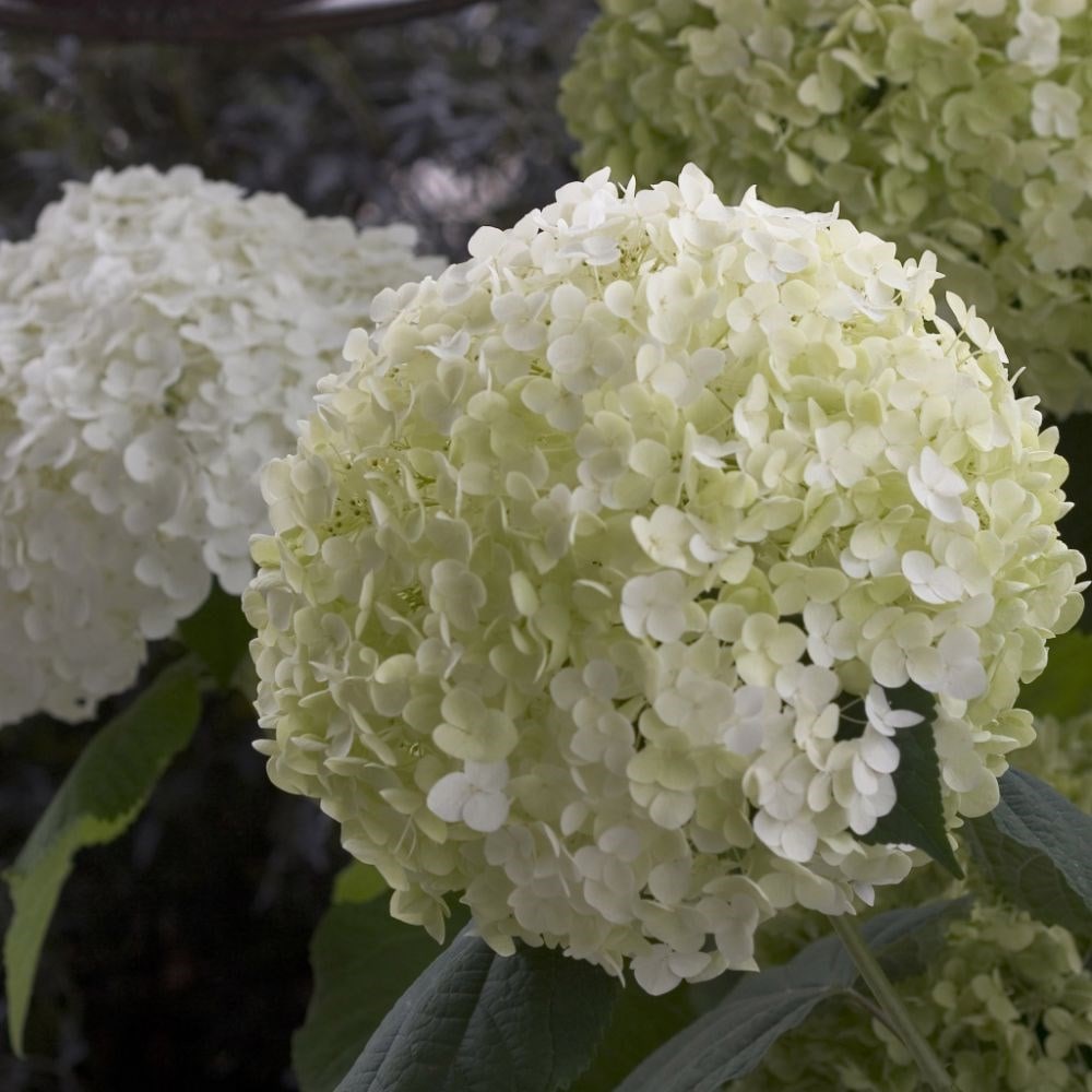 <i>Hydrangea arborescens</i> <b class=small-caps>Strong Annabelle</b> ('Abetwo') (PBR)
