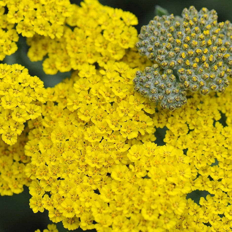 <i>Achillea</i> 'Moonshine'