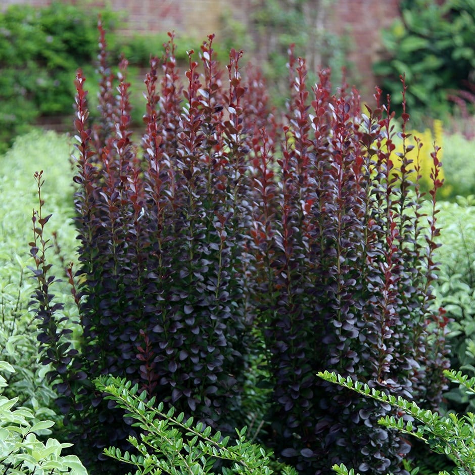 barberry barberry