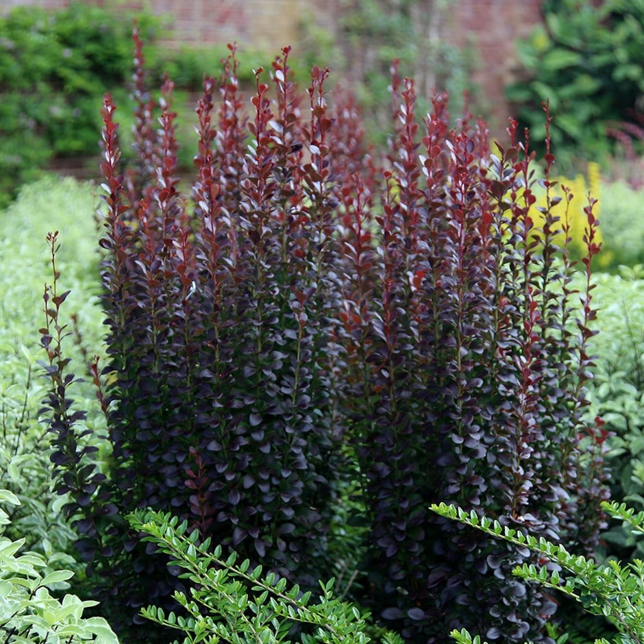 <i>Berberis thunbergii</i> f. <i>atropurpurea</i> 'Helmond Pillar'