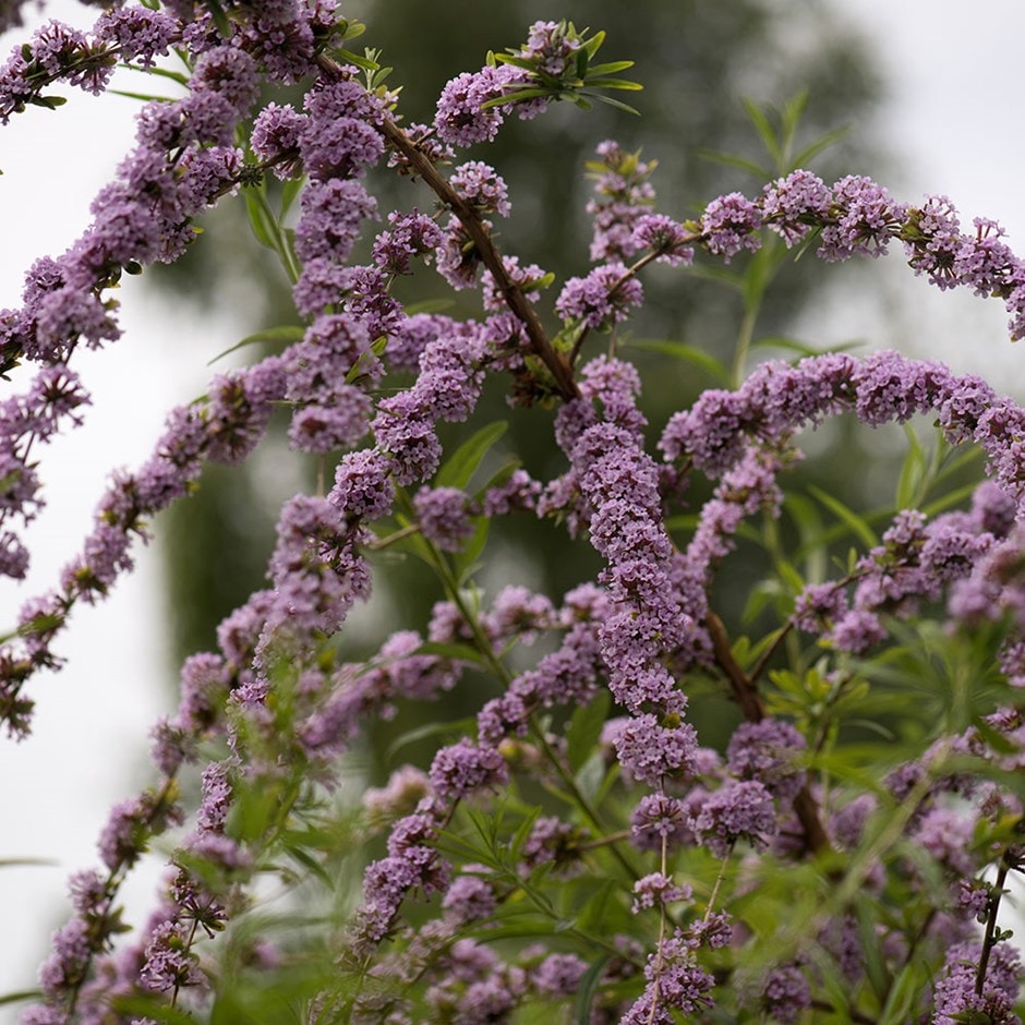 alternate-leaved butterfly bush (syn. buddleia) alternate-leaved butterfly bush (syn. buddleia)