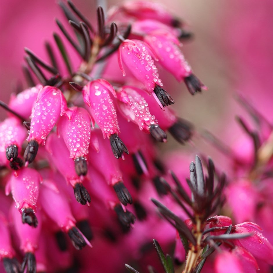 <i>Erica carnea</i> 'Myretoun Ruby'