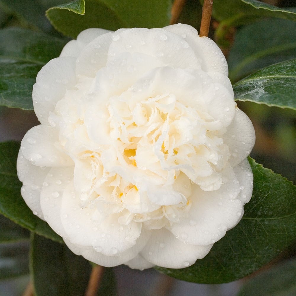 Buy camellia Camellia japonica Nobilissima £29.99 Delivery by Crocus