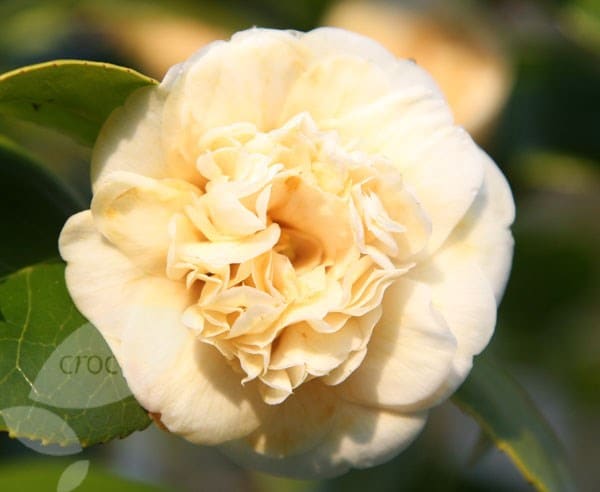 Buy camellia Camellia japonica 'Nobilissima' Delivery by