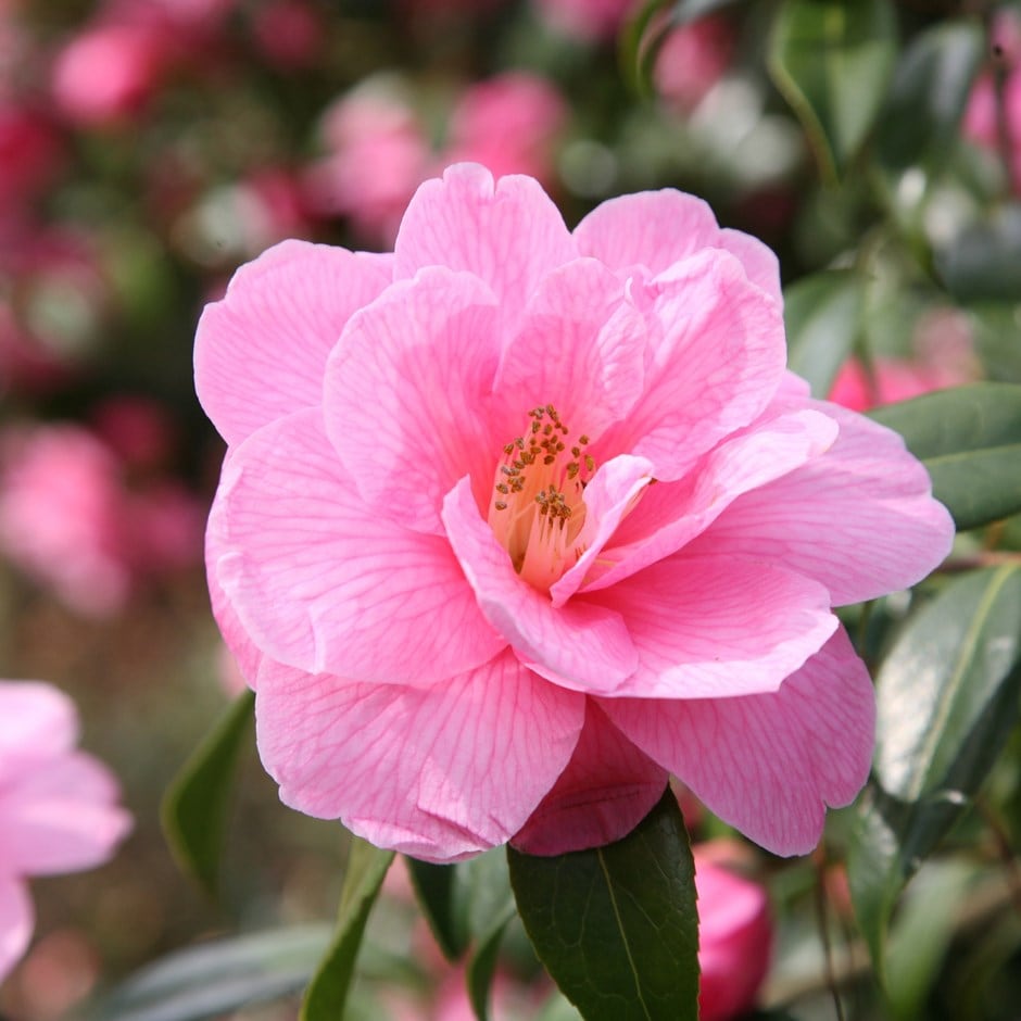 <i>Camellia</i> × <i>williamsii</i> 'Donation'