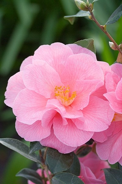 <i>Camellia</i> × <i>williamsii</i> 'Donation'