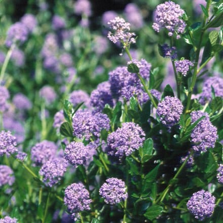 <i>Ceanothus</i> 'Autumnal Blue'