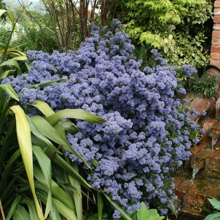 Ceanothus Puget Blue