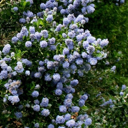 Californian lilac