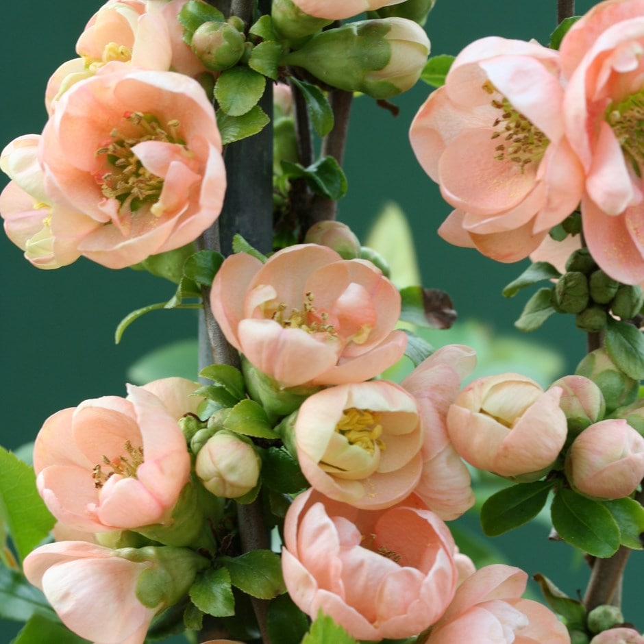 <i>Chaenomeles speciosa</i> 'Geisha Girl'