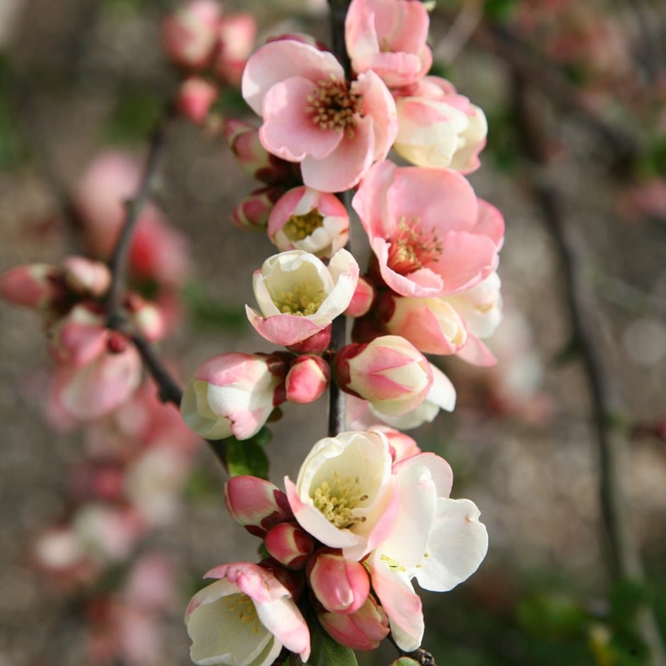 <i>Chaenomeles speciosa</i> 'Moerloosei'