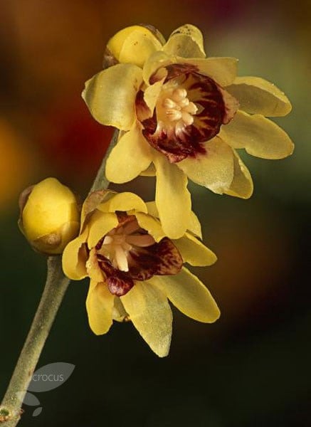 <i>Chimonanthus praecox</i> 