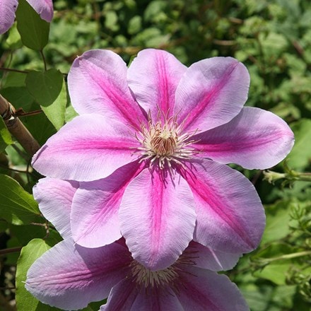 <i>Clematis</i> 'Bees' Jubilee'