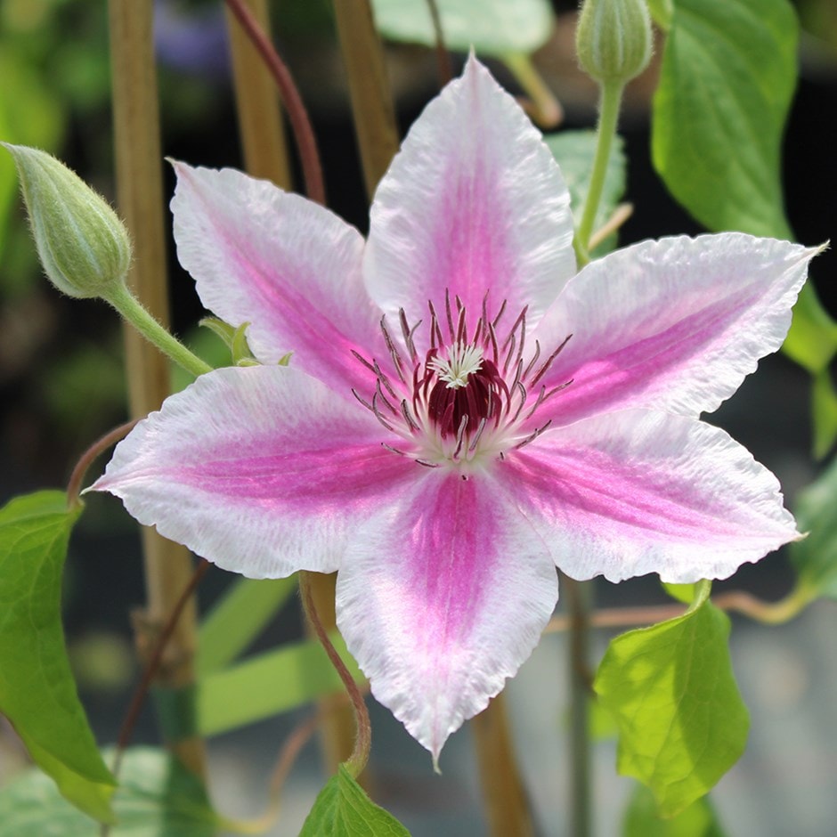 <i>Clematis</i> 'Carnaby'