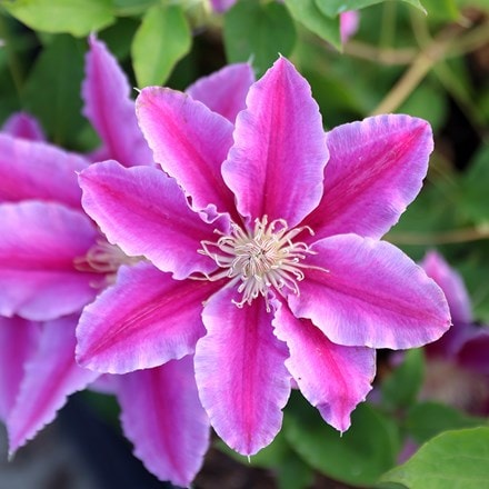 Clematis Doctor Ruppel