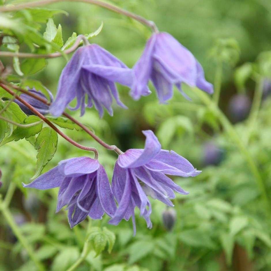 <i>Clematis macropetala</i> 'Lagoon'