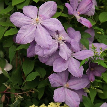 <i>Clematis</i> 'Mrs Cholmondeley'