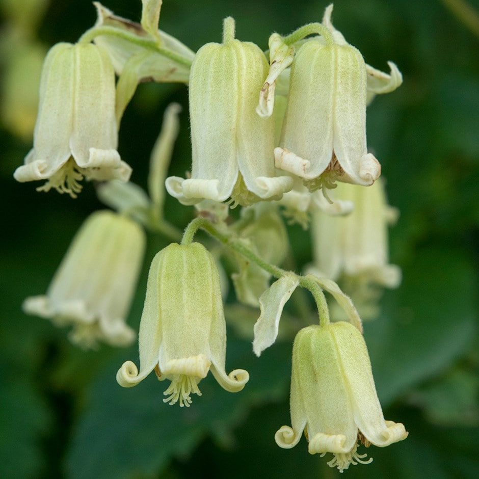 <i>Clematis rehderiana</i> 