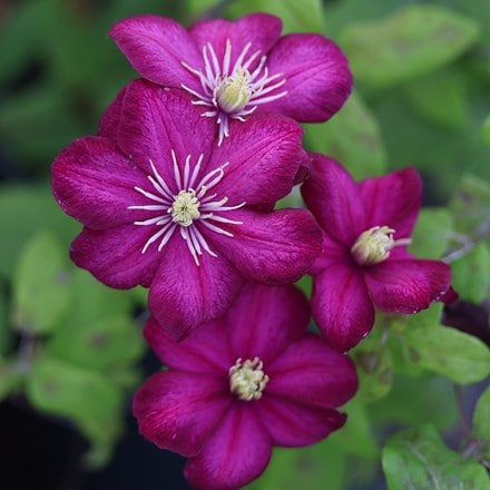 <i>Clematis</i> 'Ville de Lyon'