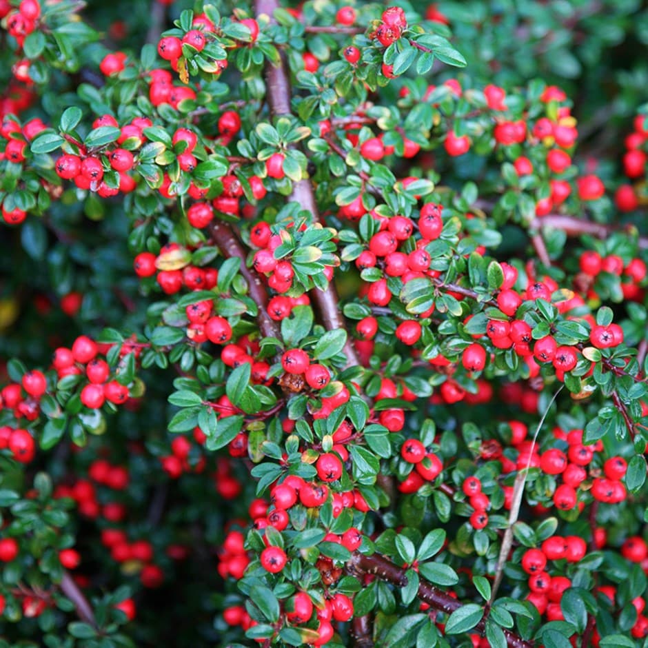 Buy cotoneaster Cotoneaster horizontalis £14.99 Delivery