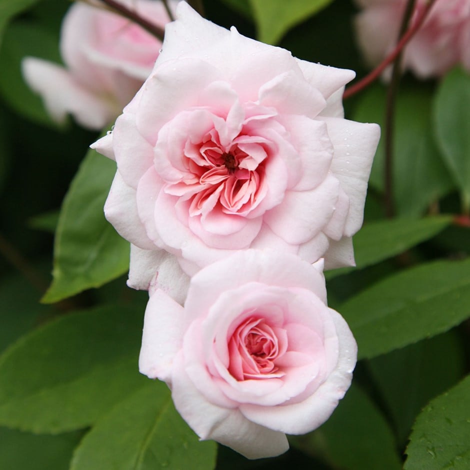 rose Cecile Brunner (climbing polyantha) rose Cecile Brunner (climbing polyantha)