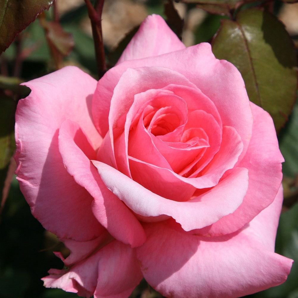 Buy rose Congratulations (hybrid tea rose) Rosa 'Congratulations