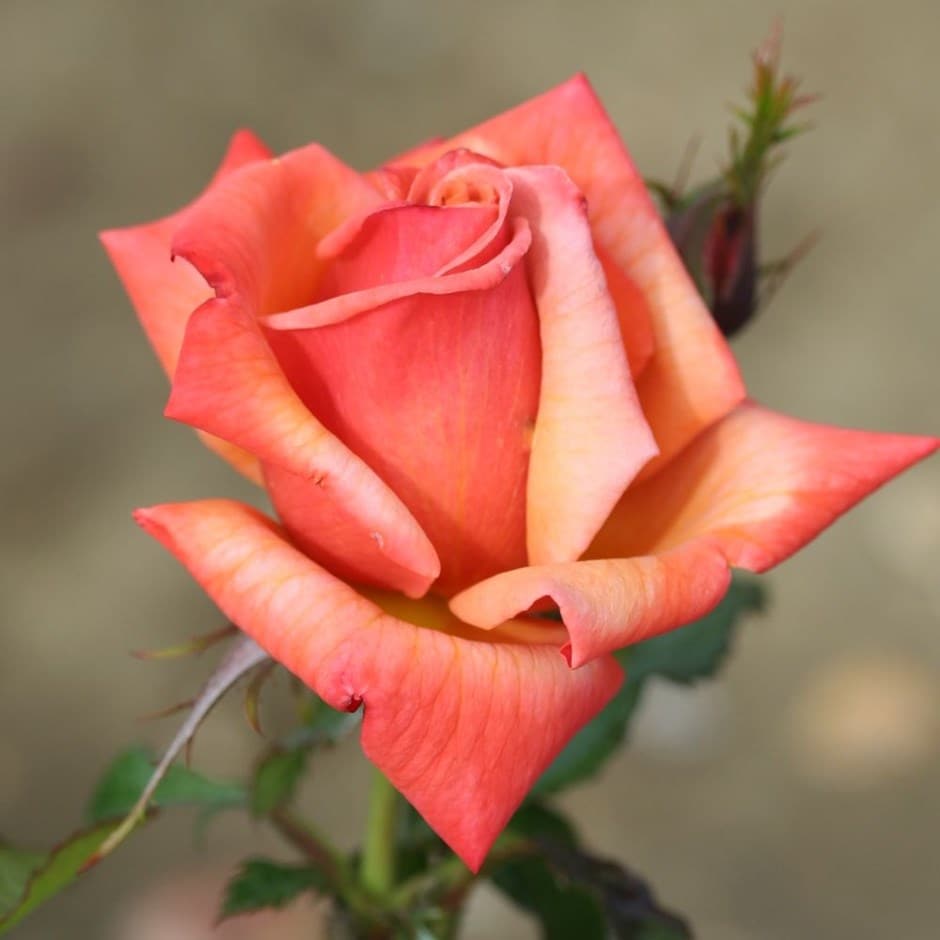 rose Remember Me (hybrid tea) rose Remember Me (hybrid tea)